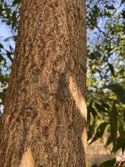 Lygodactylus picturatus