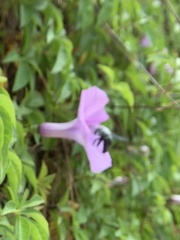 Xylocopa abbotti