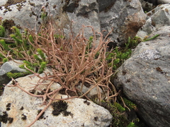 Cladonia gracilis vulnerata