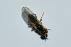 Opomyzoidea