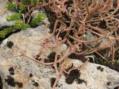 Cladonia gracilis vulnerata
