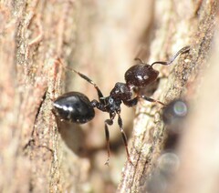 Crematogaster cornigera