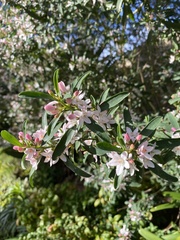 Philotheca myoporoides