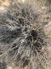 Justicia californica