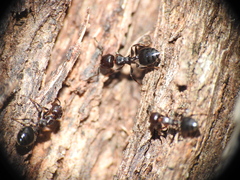 Crematogaster cornigera