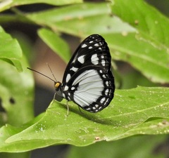 Neptis praslini