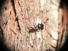 Crematogaster cornigera