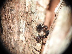 Crematogaster cornigera