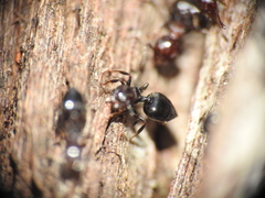 Crematogaster cornigera