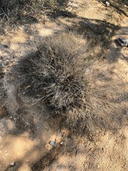 Justicia californica