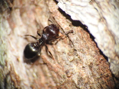 Crematogaster cornigera