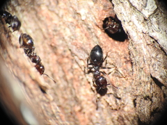 Crematogaster cornigera