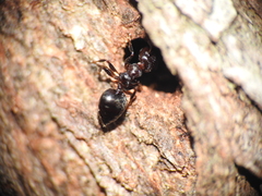 Crematogaster cornigera
