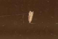 Bactra venosana