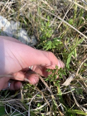 Cheilanthes sieberi sieberi