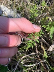 Cheilanthes sieberi sieberi