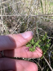Cheilanthes sieberi sieberi
