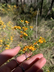 Dillwynia sieberi