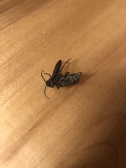 Semanotus amethystinus