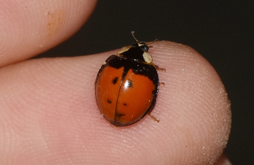 Asian lady beetle