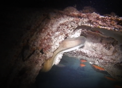Gymnothorax javanicus