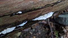 Neoantrodiella gypsea