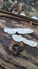 Neoantrodiella gypsea