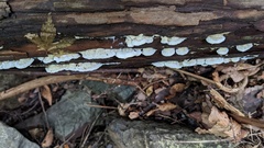 Neoantrodiella gypsea