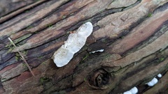 Neoantrodiella gypsea