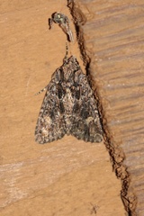 Aseptis binotata
