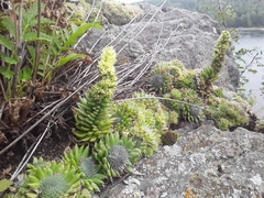 Orostachys spinosa