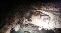 Gymnothorax javanicus