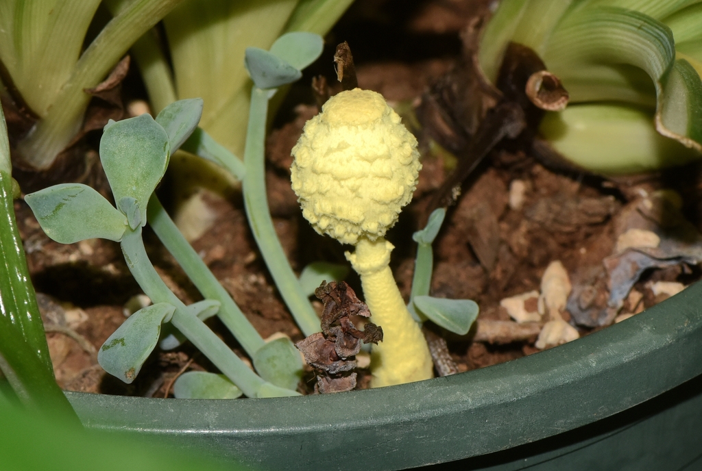 Leucocoprinus birnbaumii · August 2022 · photo: © zinogre (iNaturalist, cc-by-sa)