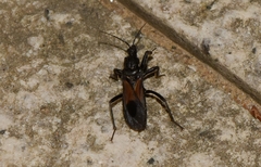 Peirates lepturoides