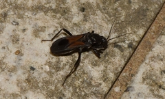 Peirates lepturoides