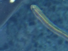 Plagiotremus azaleus image