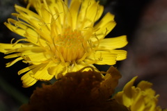 Hieracium mapirense