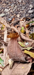 Neurothemis terminata