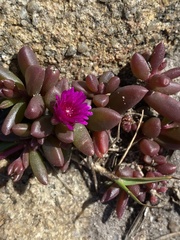 Delosperma repens