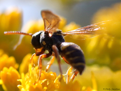 Nomada tiftonensis