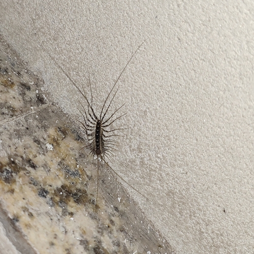 Japanese House Centipede