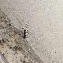 Thereuonema tuberculata