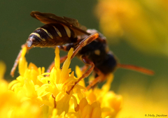 Nomada tiftonensis