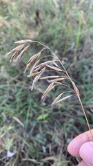 Bromus inermis