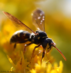 Nomada tiftonensis