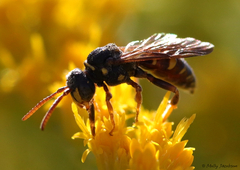 Nomada tiftonensis