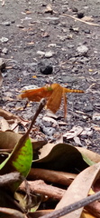 Neurothemis terminata
