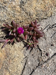 Delosperma repens