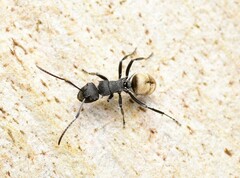 Polyrhachis erato