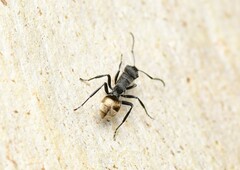 Polyrhachis erato
